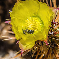 Buy canvas prints of Bee Yellow Blossom Cholla Cactus Sonora Desert Tucson Arizona by William Perry