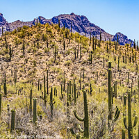 Buy canvas prints of Mountain Saguaro Blooming Cactus Sonora Desert Tucson Arizona by William Perry
