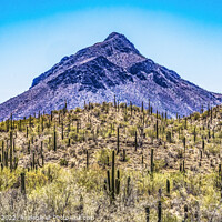 Buy canvas prints of Mountain Saguaro Blooming Cactus Sonora Desert Tucson Arizona by William Perry