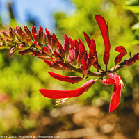 Buy canvas prints of Red Coral Bean Flowers Sonora Desert Museum Tucson Arizona by William Perry
