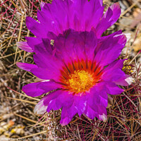 Buy canvas prints of Pink Blossoms Rainbow Hedgehog Cactus Sonora Desert Tucson by William Perry