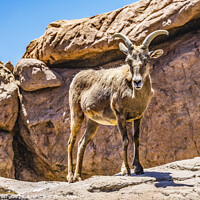 Buy canvas prints of Bighorn Sheep Sonora Desert Museum Tucson Arizona by William Perry