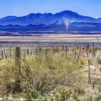 Buy canvas prints of Dust Cloud Mountain Cactus Sonora Desert Muesum Tucson Arizona by William Perry