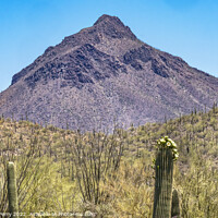 Buy canvas prints of Mountain Saguaro Cactus Sonora Desert Museum Tucson Arizona by William Perry