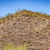 Buy canvas prints of Red Mountain Saguaro Cactus Blooming Sonora Desert Muesum Tucson by William Perry