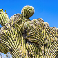 Buy canvas prints of Crested Saguaro Cactus Sonora Desert Museum Tucson by William Perry
