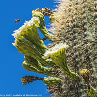 Buy canvas prints of Bee White Flowers Sajuaro Cactus Saguaro Desert Museum Tucson Ar by William Perry