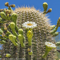 Buy canvas prints of White Flowers Saguaro Cactus Saguaro Desert Museum Tucson Arizona by William Perry