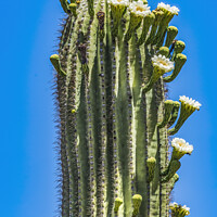 Buy canvas prints of White Flowers Saguaro Cactus Blooming Tucson Arizona by William Perry