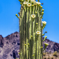 Buy canvas prints of White Flowers Sajuaro Cactus Blooming Saguaro Desert Museum Tucs by William Perry