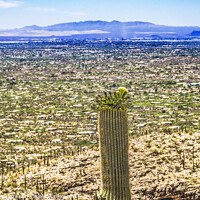 Buy canvas prints of Mount Lemon View Saguaro Blooming Cactus Houses Tucson Arizona by William Perry