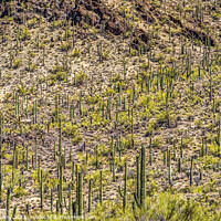 Buy canvas prints of Mountains Cactus Sonoran Desert Saguaro National Park Tucson Ari by William Perry
