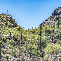 Buy canvas prints of Mountains Cactus Sonoran Desert Saguaro National Park Tucson Ari by William Perry