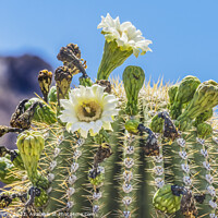 Buy canvas prints of Saguaro Cactus Flowers Blooming Saguaro National Park Tucson Arizona by William Perry