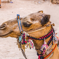 Buy canvas prints of Camel Decorations Treasury Petra Jordan  by William Perry