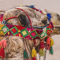 Buy canvas prints of Camel Decorations Treasury Petra Jordan  by William Perry