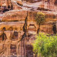 Buy canvas prints of Rose Red Rock Tombs Street of Facades Petra Jordan by William Perry