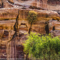Buy canvas prints of Rose Red Rock Tombs Street of Facades Petra Jordan by William Perry