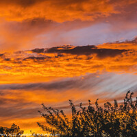 Buy canvas prints of Colorful Sunset Sonora Desert Tucson Arizona by William Perry