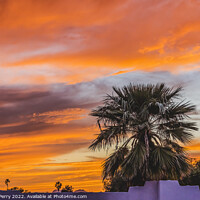 Buy canvas prints of Colorful Sunset Palm Tree Sonora Desert Tucson Arizona by William Perry