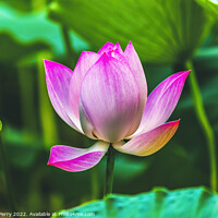 Buy canvas prints of Pink Lotus Close Up Beijing China by William Perry
