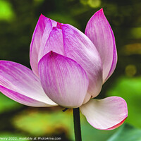 Buy canvas prints of Pink Lotus Close Up Beijing China by William Perry