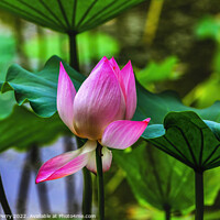 Buy canvas prints of Pink Lotus Close Up Beijing China by William Perry