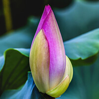Buy canvas prints of Pink Lotus Bud Close Up Beijing China by William Perry