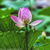 Buy canvas prints of Pink Lotus Close Up Beijing China by William Perry