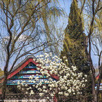 Buy canvas prints of Magnolias Willows Summer Palace Beijing China by William Perry