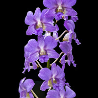 Buy canvas prints of Purple Orchids Flowers Black Background Honolulu Hawaii by William Perry