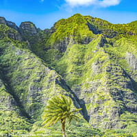 Buy canvas prints of Colorful Palm Tree Green Mountain Kualoa Regional Park North Sho by William Perry