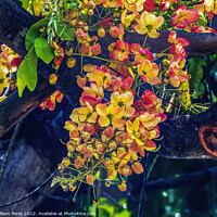 Buy canvas prints of Colorful Cassia Rainbow Shower Flowers Tree Oahu Hawaii by William Perry
