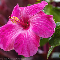 Buy canvas prints of Hot Pink Tropical Hibiscus Flower Waikiki Oahu Hawaii by William Perry