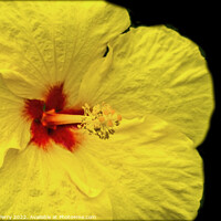 Buy canvas prints of Yellow Tropical Hibiscus Flower Waikiki Oahu Hawaii by William Perry