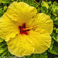 Buy canvas prints of Yellow Red Tropical Hibiscus Flower Waikiki Oahu Hawaii by William Perry