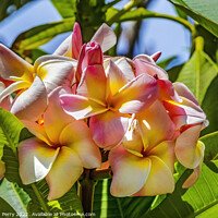 Buy canvas prints of White Yellow Pink Frangipini Waikiki Honolulu Hawaii by William Perry
