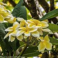 Buy canvas prints of White Yellow Frangipini Waikiki Honolulu Oahu Hawaii by William Perry