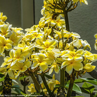 Buy canvas prints of White Yellow Frangipini Plumeria Blossoms Waikiki Honolulu Hawai by William Perry