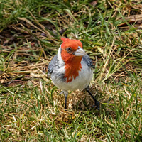 Buy canvas prints of Red Crested Cardinal Waikiki Honolulu Hawaii by William Perry