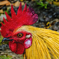 Buy canvas prints of Red Junglefowl Rooster North Shore Oahu Hawaii  by William Perry