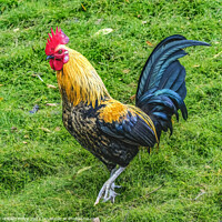 Buy canvas prints of Red Junglefowl Rooster North Shore Oahu Hawaii  by William Perry