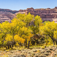 Buy canvas prints of Autumm Yellow Leaves Rock Canyon Arches National Park Moab Utah  by William Perry