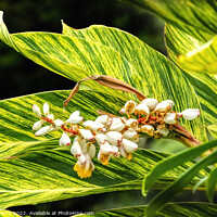 Buy canvas prints of White Yellow Shell Ginger Flowers Leaves Waikiki Honolulu Hawaii by William Perry