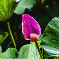 Buy canvas prints of Pink Lotus Bud Close Up Summer Palace Beijing China by William Perry