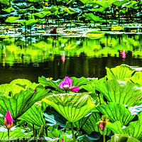 Buy canvas prints of Pink Lotus Garden Reflection Summer Palace Beijing by William Perry