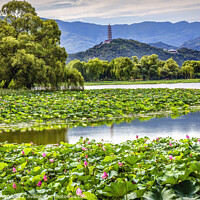 Buy canvas prints of Yue Feng Pagoda Lotus Garden Summer Palace Beijing by William Perry