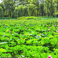 Buy canvas prints of Lotus Garden Summer Palace Beijing China by William Perry