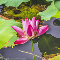 Buy canvas prints of Pink Lotus Flower Close Up Beijing China by William Perry