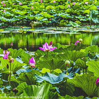 Buy canvas prints of Lotus Garden Reflection Summer Palace Beijing China by William Perry